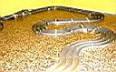 007-misto-poi-Sx-3Rett-Sx-2°ponte.jpg